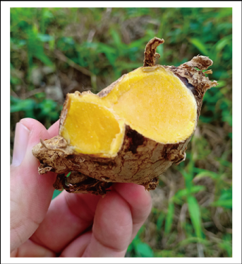 ジャワしょうが